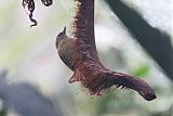 Montane Foliage-gleanerborder=